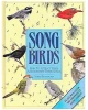 Songbirds: How to Attract Them and Identify Their Songs